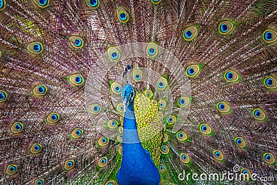 Beautiful Indian peacock displaying his tail Stock Photo